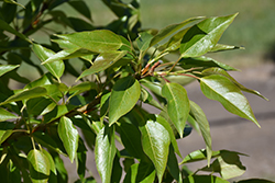 Paskapoo Balsam Poplar (Populus balsamifera 'Paskapoo') at Lakeshore Garden Centres