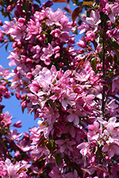 Pink Spires Flowering Crab (Malus 'Pink Spires') at Lakeshore Garden Centres