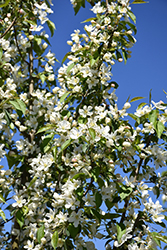 Rosthern Siberian Crab Apple (Malus baccata 'Rosthern') at Green Thumb Garden Centre