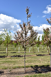 Sweetheart Mayday (Prunus padus 'Sweetheart') at Lakeshore Garden Centres