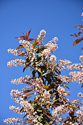 Sweetheart Mayday (Prunus padus 'Sweetheart') at Lakeshore Garden Centres