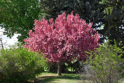 Prairifire Flowering Crab (Malus 'Prairifire') at Peter Knippel Garden Centre
