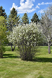Smokey Saskatoon (Amelanchier alnifolia 'Smokey') at Golden Acre Home & Garden