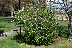 Wayfaring Tree (Viburnum lantana) at Green Thumb Garden Centre