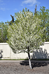 Midnight Schubert Chokecherry (Prunus virginiana 'Midnight Schubert') at Lakeshore Garden Centres