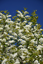 Midnight Schubert Chokecherry (Prunus virginiana 'Midnight Schubert') at Lakeshore Garden Centres