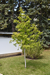 Amur Maple (tree form) (Acer ginnala '(tree form)') at Golden Acre Home & Garden