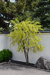 Lorbergii Peashrub (Caragana arborescens 'Lorbergii') at Lakeshore Garden Centres