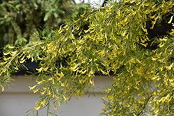 Lorbergii Peashrub (Caragana arborescens 'Lorbergii') at A Very Successful Garden Center