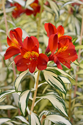 Rock 'n' Roll Alstroemeria (Alstroemeria 'AlsDun01') at Lakeshore Garden Centres
