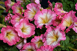 Pink Halo Ray Petunia (Petunia 'Pink Halo Ray') at Lakeshore Garden Centres
