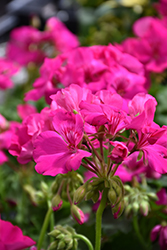 Boldly Lavender Rose Geranium (Pelargonium 'Boldly Lavender Rose') at Lakeshore Garden Centres