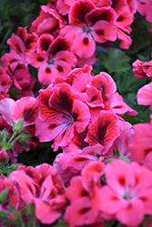 Elegance Ballet Geranium (Pelargonium 'Elegance Ballet') at Lakeshore Garden Centres