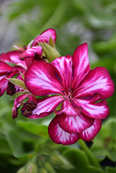 Contessa Burgundy Bicolor Ivy Leaf Geranium (Pelargonium peltatum 'Contessa Burgundy Bicolor') at Lakeshore Garden Centres