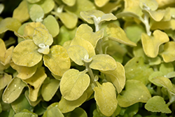 Gold Leaf Licorice Plant (Helichrysum petiolare 'Gold Leaf') at Lakeshore Garden Centres