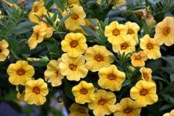 Callie Gold with Red Eye Calibrachoa (Calibrachoa 'Callie Gold with Red Eye') at Lakeshore Garden Centres