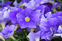 Classic Blue Ray Petunia (Petunia 'Classic Blue Ray') at Lakeshore Garden Centres