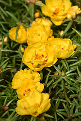 Happy Hour Lemon Portulaca (Portulaca grandiflora 'PAS752659') at Lakeshore Garden Centres