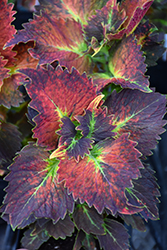 Stained Glassworks Tilt A Whirl Coleus (Solenostemon scutellarioides 'Tilt A Whirl') at Lakeshore Garden Centres