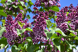 Sensation Lilac (Syringa vulgaris 'Sensation') at Peter Knippel Garden Centre