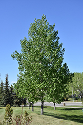 Brooks Poplar (Populus 'Brooks') at Lakeshore Garden Centres