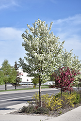 Rosthern Siberian Crab Apple (Malus baccata 'Rosthern') at Green Thumb Garden Centre