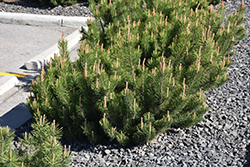 Dwarf Mugo Pine (Pinus mugo var. pumilio) at Golden Acre Home & Garden