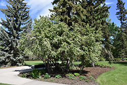 Thiessen Saskatoon (Amelanchier alnifolia 'Thiessen') at Golden Acre Home & Garden