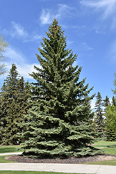 Blue Colorado Spruce (Picea pungens 'var. glauca') at Golden Acre Home & Garden