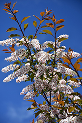 Colorata Mayday (Prunus padus 'Colorata') at Lakeshore Garden Centres