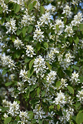 Standing Ovation Saskatoon Berry (Amelanchier alnifolia 'Obelisk') at Peter Knippel Garden Centre