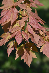 Sensation Boxelder (Acer negundo 'Sensation') at Lakeshore Garden Centres