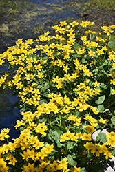 Marsh Marigold (Caltha palustris) at Golden Acre Home & Garden