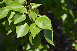 Tristis Poplar (Populus x tristis) at Lakeshore Garden Centres