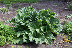 Canada Red Rhubarb (Rheum 'Canada Red') at Green Thumb Garden Centre
