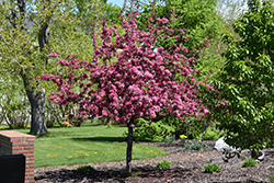 Big River Flowering Crab (Malus 'Big River') at Lakeshore Garden Centres
