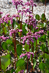 Perfecta Heartleaf Bergenia (Bergenia cordifolia 'Perfecta') at Lakeshore Garden Centres
