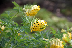 Siberian Corydalis (Corydalis nobilis) at Lakeshore Garden Centres