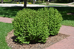 Schmidt Alpine Currant (Ribes alpinum 'Schmidt') at Lakeshore Garden Centres