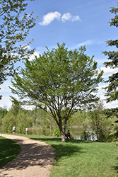 Jacan Elm (Ulmus davidiana 'Jacan') at Lakeshore Garden Centres