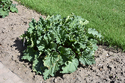 Glaskin's Perpetual Rhubarb (Rheum 'Glaskin's Perpetual') at Lakeshore Garden Centres