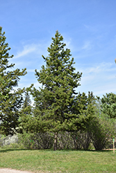 Lodgepole Pine (Pinus contorta 'var. latifolia') at Golden Acre Home & Garden