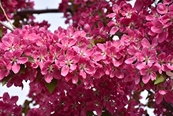 Big River Flowering Crab (Malus 'Big River') at Lakeshore Garden Centres