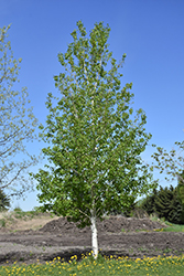 Pike Bay Quaking Aspen (Populus tremuloides 'Pike Bay') at Lakeshore Garden Centres