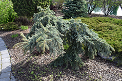 Weeping Blue Spruce (Picea pungens 'Pendula') at A Very Successful Garden Center