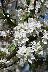 Norland Apple (Malus 'Norland') at Lakeshore Garden Centres