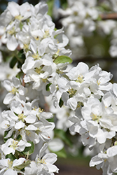 Norkent Apple (Malus 'Norkent') at Lakeshore Garden Centres