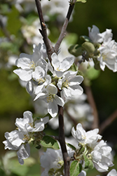 Millstream Apple (Malus 'Millstream') at Lakeshore Garden Centres