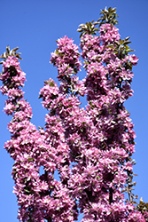 Purple Spire Columnar Crabapple (Malus 'Jefspire') at Golden Acre Home & Garden