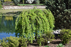 Weeping Peashrub (Caragana arborescens 'Pendula') at A Very Successful Garden Center